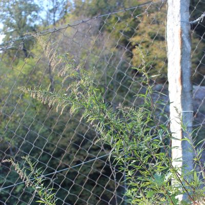 Artemisia verlotiorum Lamotte, 31 October 2022, © Copyright 2022 Brigitte Marazzi