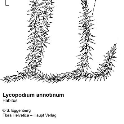 Lycopodium annotinum L., © 2022, Stefan Eggenberg – Flora Vegetativa - Haupt Verlag