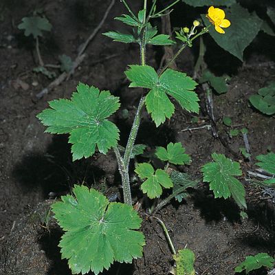 Ranunculus lanuginosus L., © 2022, Konrad Lauber – Flora Helvetica – Haupt Verlag