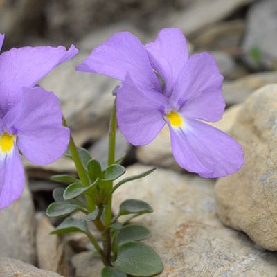 Viola cenisia L., © 2007, Beat Bäumler – Sanetsch (VS)