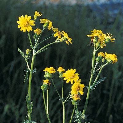 Senecio vernalis Waldst. & Kit., © 2022, Konrad Lauber – Flora Helvetica – Haupt Verlag