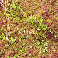 10/15 - © Copyright 2024 Patrice Prunier – VI.2.1.1.1 - Sphagnetum medii, Kemeru-sera-diki LV