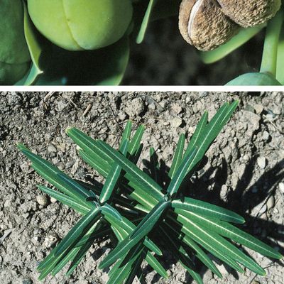 Euphorbia lathyris L., © 2022, Konrad Lauber – Flora Helvetica – Haupt Verlag