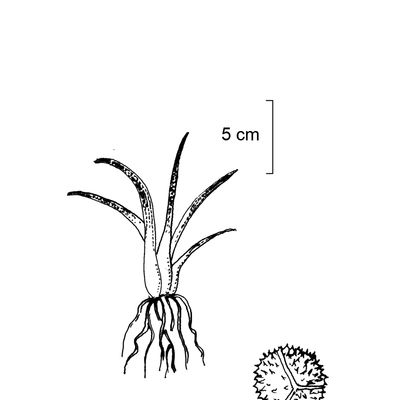 Isoëtes echinospora Durieu, 23 October 2022, © 2022, Stefan Eggenberg – Flora Vegetativa - Haupt Verlag