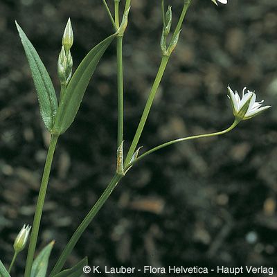 Stellaria graminea L., © 2022, Konrad Lauber – Flora Helvetica – Haupt Verlag