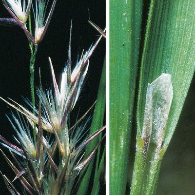 Calamagrostis phragmitoides Hartm., © 2022, Konrad Lauber – Flora Helvetica – Haupt Verlag