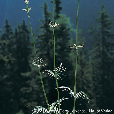 Valeriana versifolia Brügger, © 2022, Konrad Lauber – Flora Helvetica – Haupt Verlag