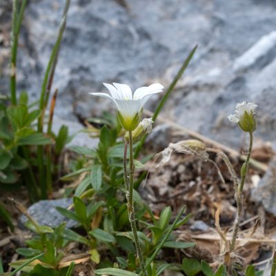 Cerastium arvense subsp. strictum (W. D. J. Koch) Schinz & R. Keller, 28 July 2017, Françoise Alsaker – Caryophyllaceae