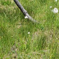 10/13 - © Copyright 2018 Patrice Prunier – VI.2.1.1.5 - Eriophoro vaginati-Trichophoretum cespitosi, SustenPass CH-BE