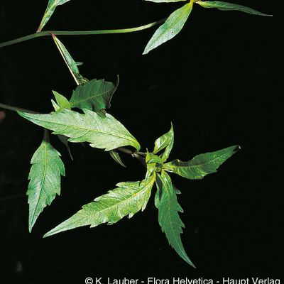Bidens connata Willd., © 2022, Konrad Lauber – Flora Helvetica – Haupt Verlag