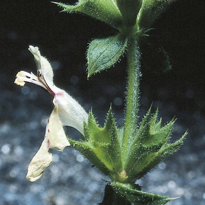 Stachys recta subsp. grandiflora (Caruel) Arcang., © 2022, Konrad Lauber – Flora Helvetica – Haupt Verlag