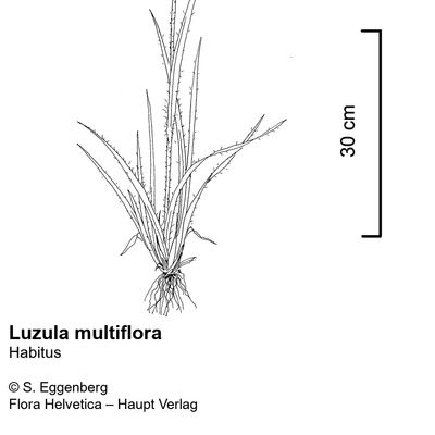 Luzula multiflora (Ehrh.) Lej., © 2022, Stefan Eggenberg – Flora Vegetativa - Haupt Verlag