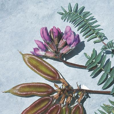 Oxytropis jacquinii Bunge, © 2022, Konrad Lauber – Flora Helvetica – Haupt Verlag