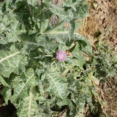 Silybum marianum (L.) Gaertn., © Copyright Christophe Bornand
