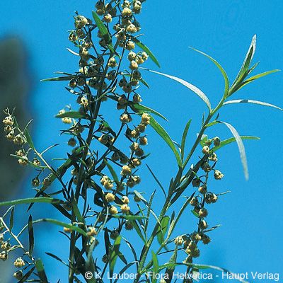 Artemisia dracunculus L., © 2022, Konrad Lauber – Flora Helvetica – Haupt Verlag