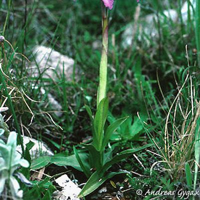 Orchis papilionacea L., © 2022, Andreas Gygax
