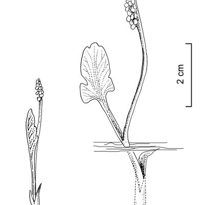 Botrychium simplex E. Hitchc., © 2022, Stefan Eggenberg – Flora Vegetativa - Haupt Verlag
