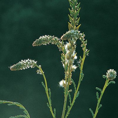 Myricaria germanica (L.) Desv., © 2022, Konrad Lauber – Flora Helvetica – Haupt Verlag