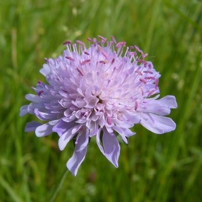 Knautia arvensis (L.) Coult., © 2014, Peter Bolliger – Erlinsbach (AG)