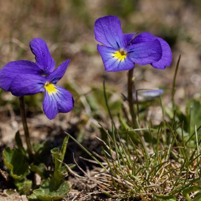 Viola calcarata L., © 2022, Hugh Knott – Zermatt