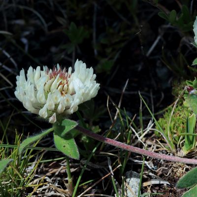 Trifolium pratense subsp. nivale (W. D. J. Koch) Ces., © 2022, Hugh Knott – Zermatt