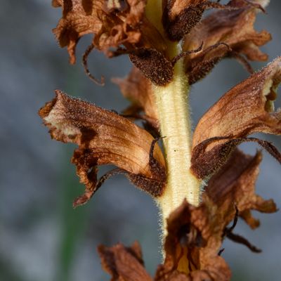 Orobanche alsatica subsp. libanotidis (Rupr.) Tzvelev, © 2022, Philippe Juillerat – Vermes, La Rossmatte