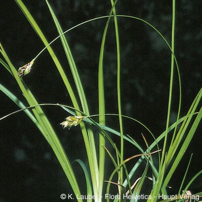 Carex halleriana Asso, © 2022, Konrad Lauber – Flora Helvetica – Haupt Verlag