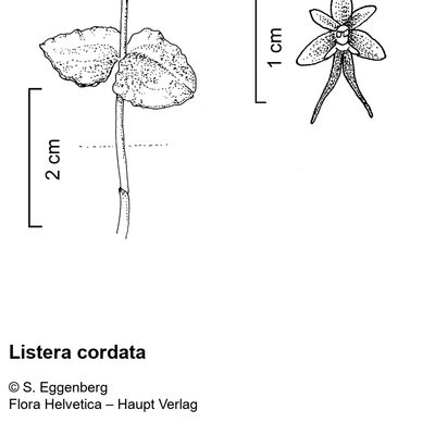 Listera cordata (L.) R. Br., 2 December 2022, © 2022, Stefan Eggenberg – Flora Vegetativa - Haupt Verlag
