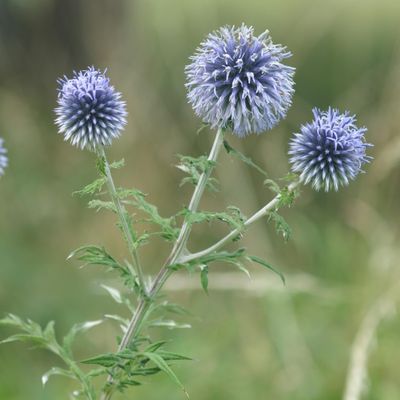 Echinops ritro L., © Copyright Christophe Bornand