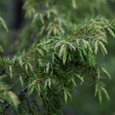 Juniperus communis subsp. alpina Čelak., 17 June 2016, © Copyright Françoise Alsaker – Cupressaceae / Nadeln OS mit weissem Wachsstreifen / Zweihäusig