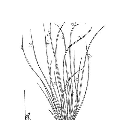 Isolepis setacea (L.) R. Br., 7 January 2021, © 2022, Sacha Wettstein – Flora Vegetativa - Haupt Verlag