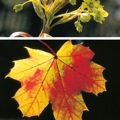 Acer platanoides L., © 2022, Konrad Lauber – Flora Helvetica – Haupt Verlag