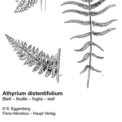 Athyrium distentifolium Opiz, 23 October 2022, © 2022, Stefan Eggenberg – Flora Vegetativa - Haupt Verlag