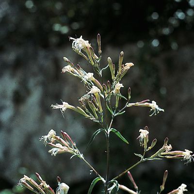 Silene italica (L.) Pers., © 2022, Konrad Lauber – Flora Helvetica – Haupt Verlag