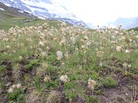 1/6 - © 2013, Patrice Prunier – IV.3.1.2.1 - Festucetum halleri, StafelAlp Zermatt CH-Vs