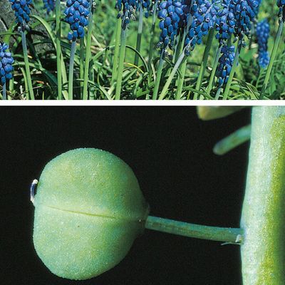 Muscari neglectum Guss., © 2022, Konrad Lauber – Flora Helvetica – Haupt Verlag
