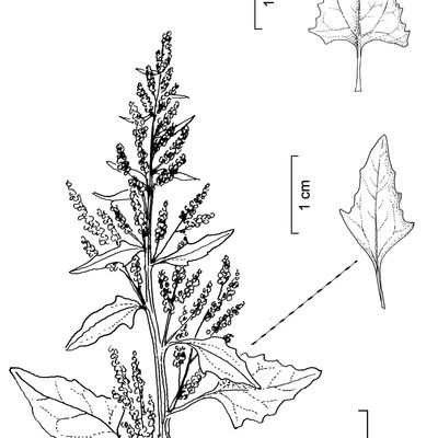 Chenopodium urbicum L., 12 January 2023, © 2022, Stefan Eggenberg – Flora Vegetativa © Haupt Verlag