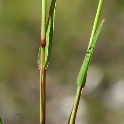 Catabrosa aquatica (L.) P. Beauv., © Copyright Christophe Bornand