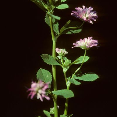 Trifolium resupinatum L., © Copyright Christophe Bornand