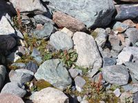 5/6 - © 2013, Patrice Prunier – III.3.2.1.2 - Oxyrietum digynae, Trockener Steg Zermatt CH-Vs
