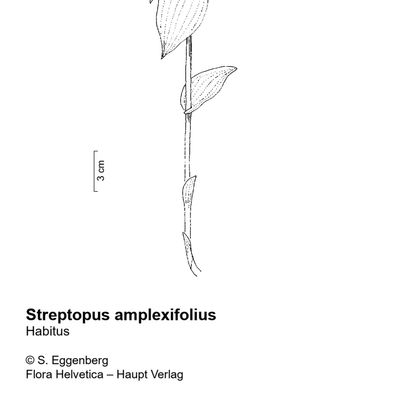Streptopus amplexifolius (L.) DC., 10 November 2022, © 2022, Stefan Eggenberg – Flora Vegetativa - Haupt Verlag