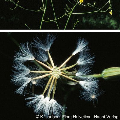Crepis pulchra L., © 2022, Konrad Lauber – Flora Helvetica – Haupt Verlag