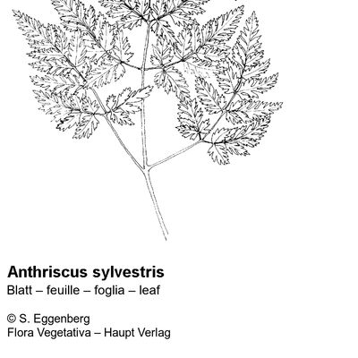 Anthriscus sylvestris (L.) Hoffm., 12 January 2023, © 2022, Stefan Eggenberg – Flora Vegetativa © Haupt Verlag