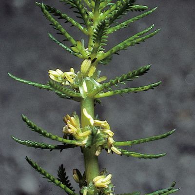 Myriophyllum verticillatum L., © 2022, Konrad Lauber – Flora Helvetica – Haupt Verlag