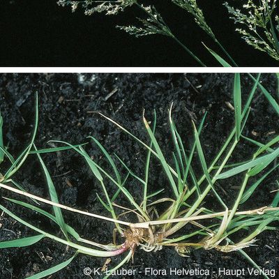 Agrostis stolonifera L., © 2022, Konrad Lauber – Flora Helvetica – Haupt Verlag