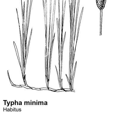 Typha minima Hoppe, 25 January 2022, © 2022, Stefan Eggenberg – Flora Helvetica – Haupt Verlag