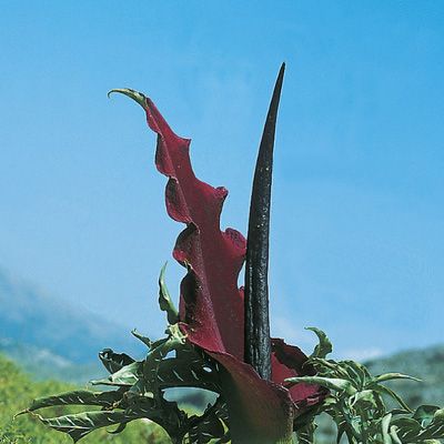 Dracunculus vulgaris Schott, © 2022, Konrad Lauber – Flora Helvetica – Haupt Verlag