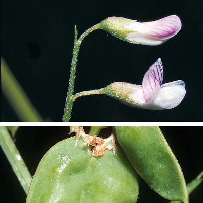 Vicia parviflora Cav., © 2022, Konrad Lauber – Flora Helvetica – Haupt Verlag