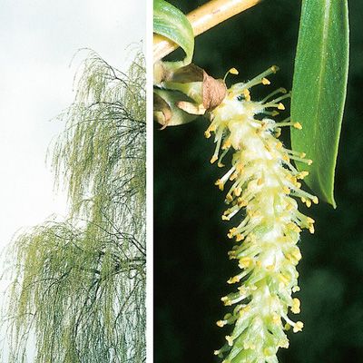 Salix babylonica aggr., © 2022, Konrad Lauber – Flora Helvetica – Haupt Verlag
