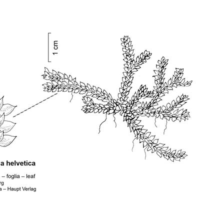 Selaginella helvetica (L.) Link, © 2022, Stefan Eggenberg – Flora Vegetativa - Haupt Verlag